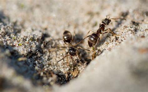 山之陽 家中 突然出現很多 小螞蟻